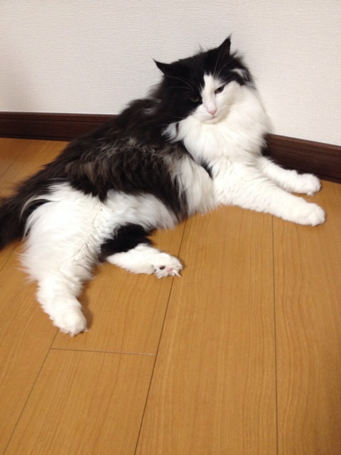 f:id:nvtomo:20150727182557j:plain f:id:nvtomo:20150727182557j:plain
