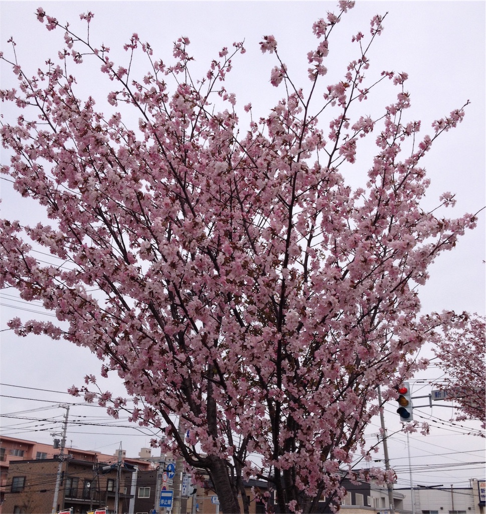 f:id:nvtomo:20160428151546j:image f:id:nvtomo:20160428151546j:image