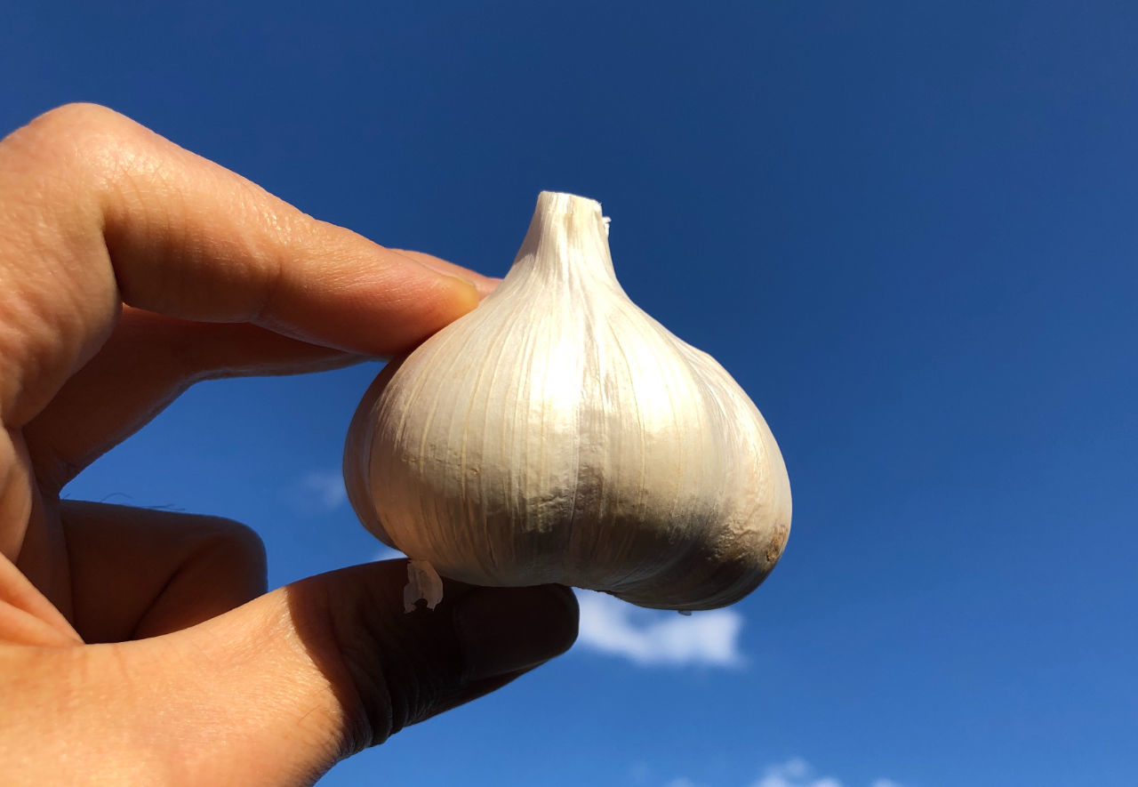 にんにく 屁 _ にんにくを食べるとおならが出る – NFERC