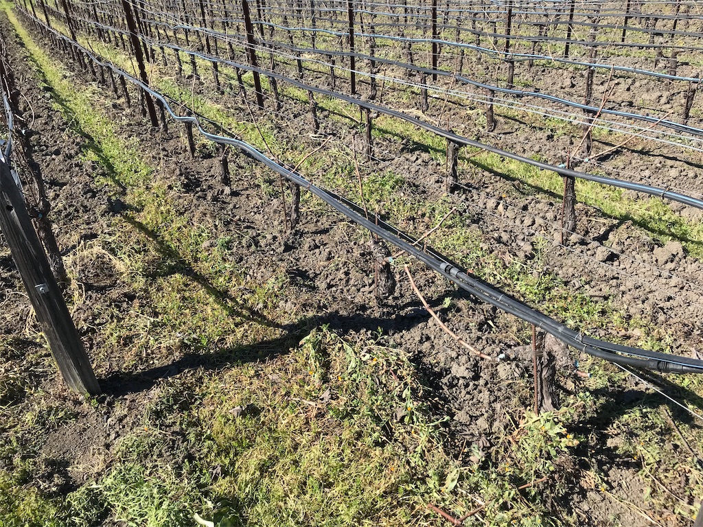 ワイン造りに気候は大問題 ワインと食 そして旅 Wine Dine Travel Pilot