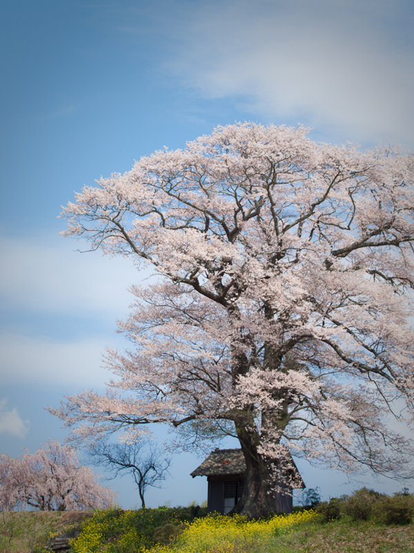f:id:ny47th:20110326193534j:image:right f:id:ny47th:20110326193534j:image:right