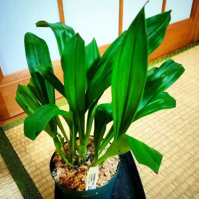 f:id:nya-ring:20190323224528j:plain f:id:nya-ring:20190323224528j:plain