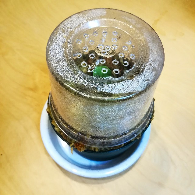 f:id:nya-ring:20190415231238j:image f:id:nya-ring:20190415231238j:image