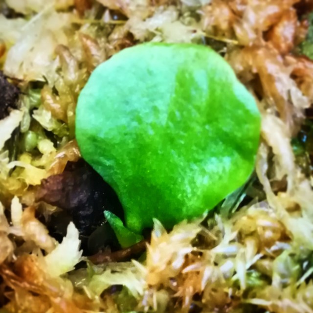 f:id:nya-ring:20190415232423j:plain f:id:nya-ring:20190415232423j:plain