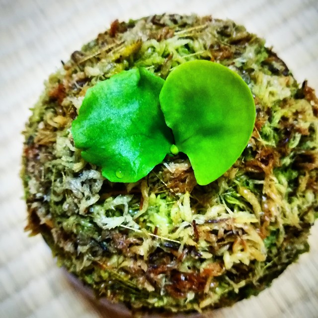 f:id:nya-ring:20190513223148j:image f:id:nya-ring:20190513223148j:image