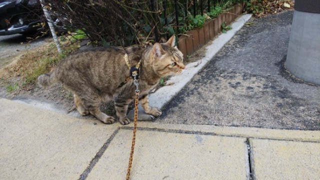 眠いの ( ´･ω⊂ヽ゛ - にゃー太のふわ毛日記