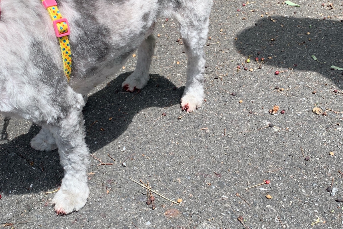 f:id:nya222:20190607235424j:plain