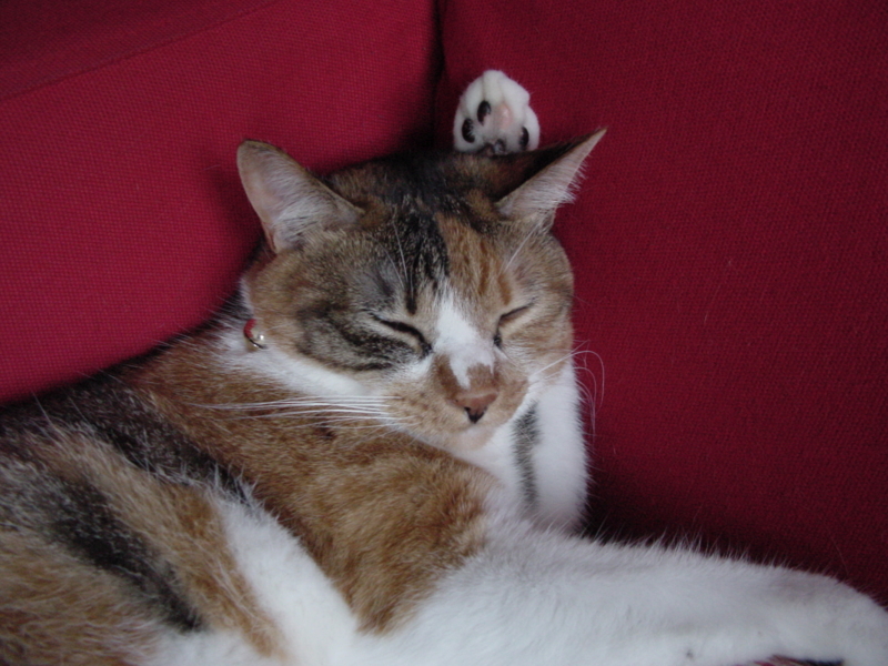 f:id:nya5656:20110711143730j:image