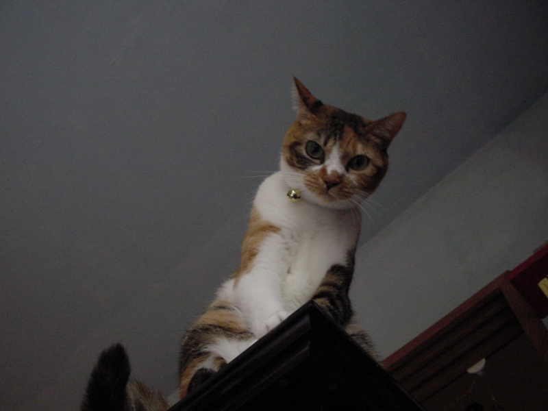 f:id:nya5656:20110820154548j:image f:id:nya5656:20110820154548j:image