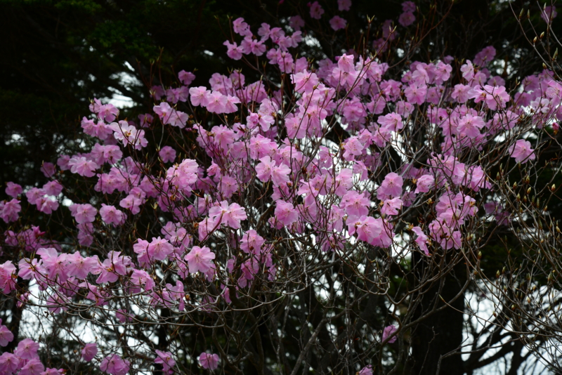 f:id:nya5656:20130522122251j:image