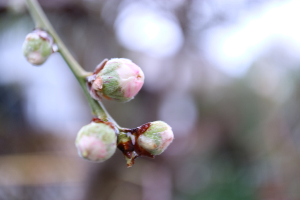 f:id:nyachiko07:20180322144221j:plain