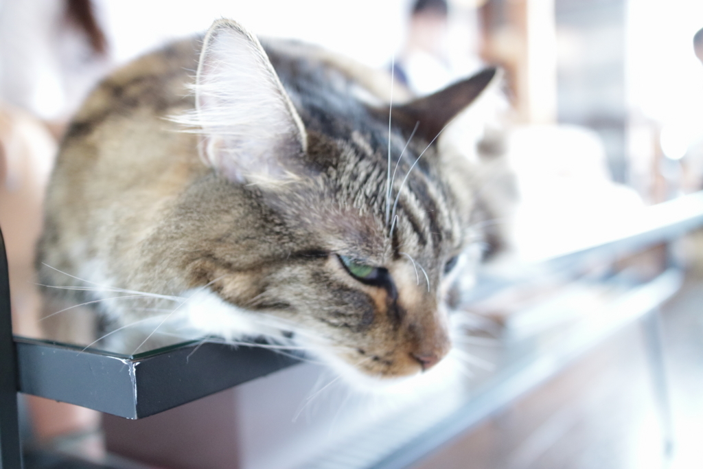 f:id:nyachiko07:20180322145209j:plain