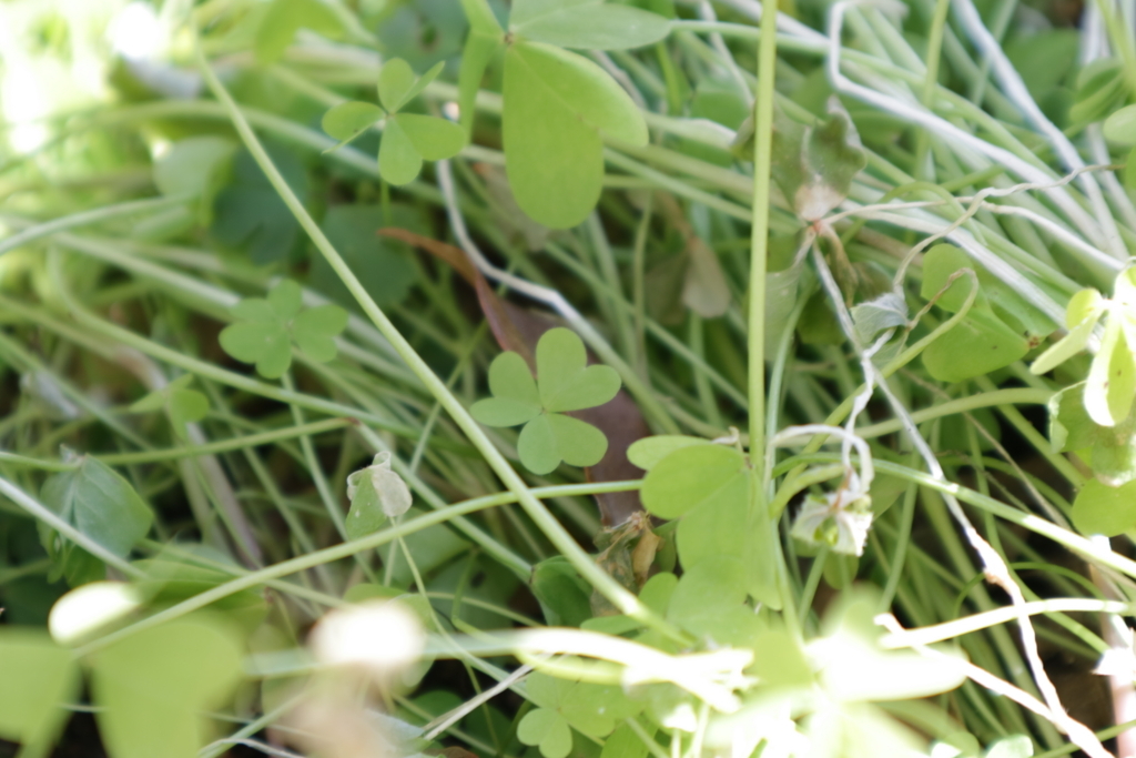 f:id:nyachiko07:20180322151054j:plain