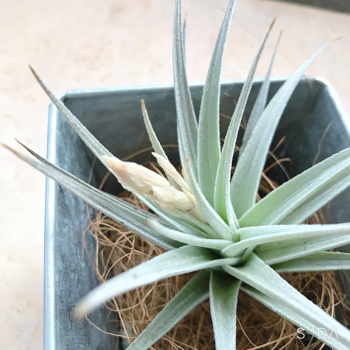 f:id:nyachiko07:20210219221900j:plain