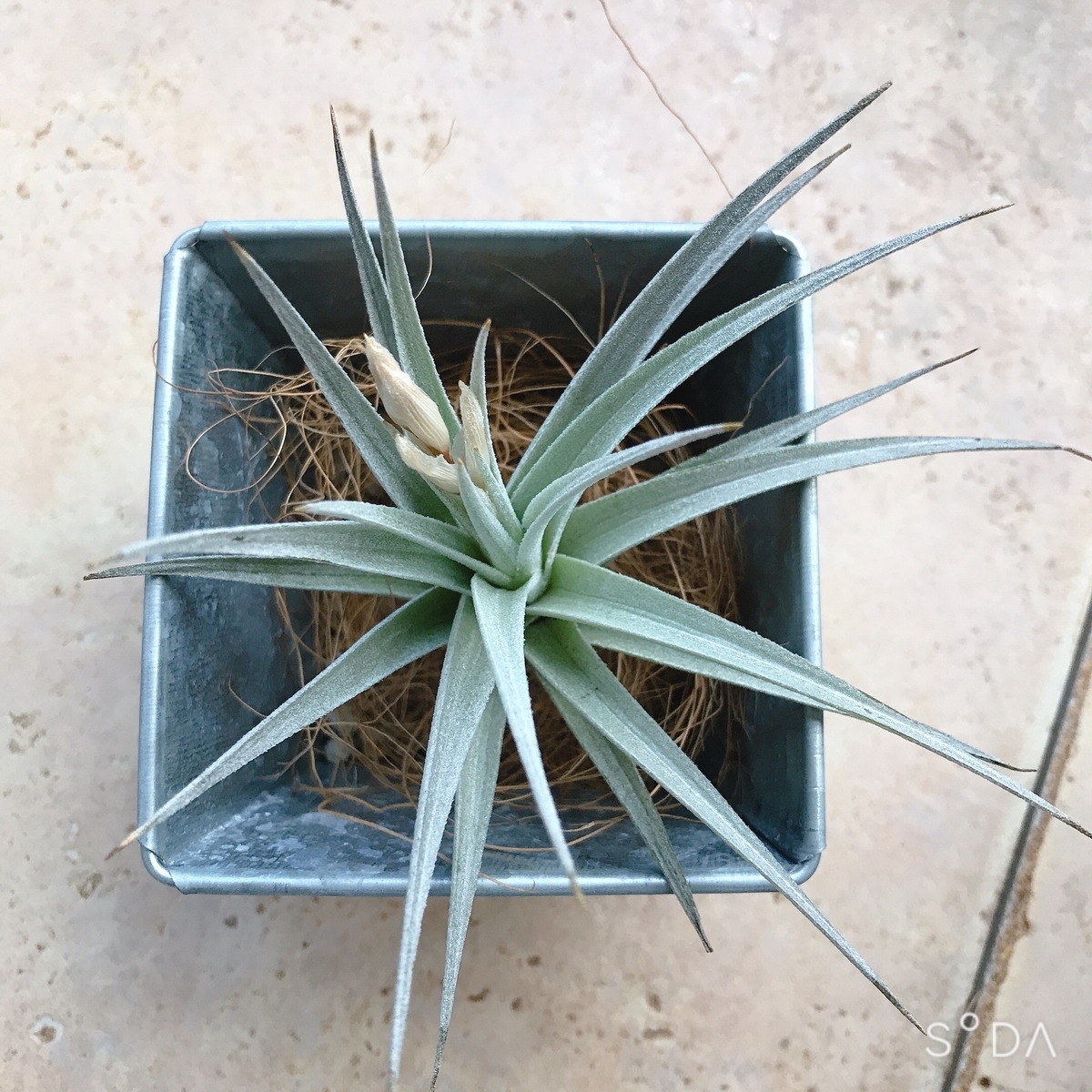 f:id:nyachiko07:20210219222017j:plain