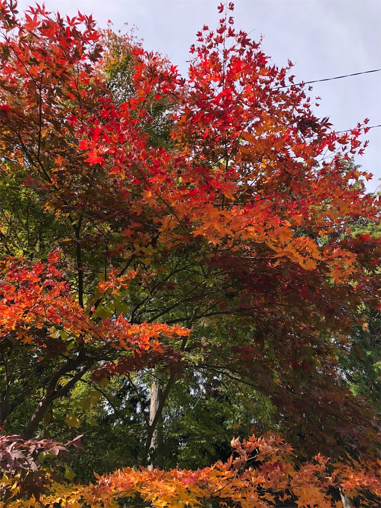 f:id:nyakadai:20181031212008j:image f:id:nyakadai:20181031212008j:image