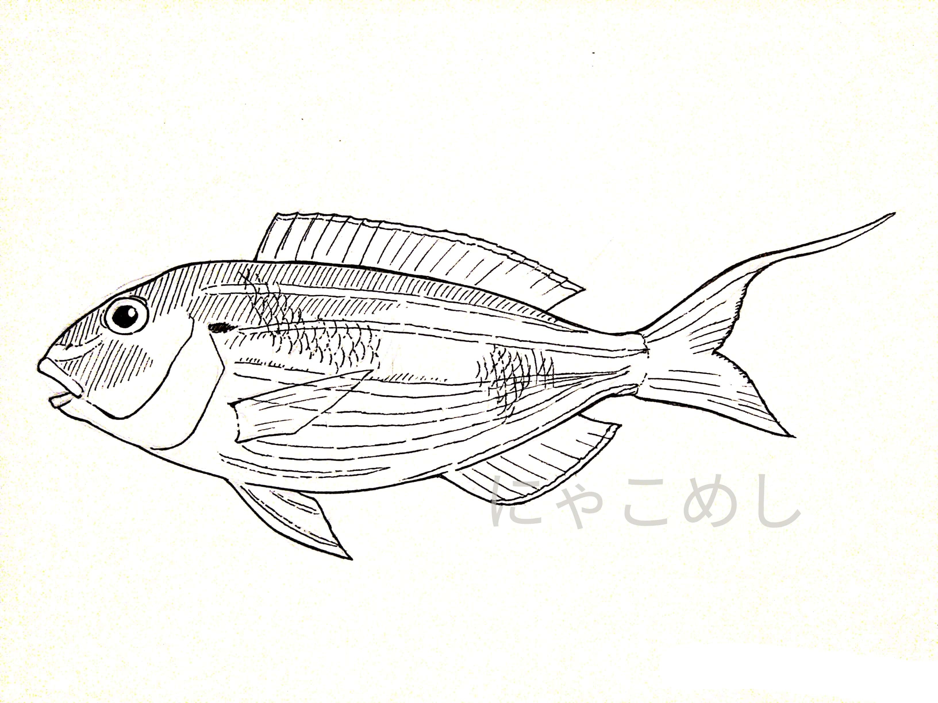 にゃこめしの食材博物記
