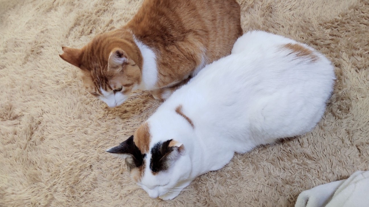 f:id:nyakumonkaaa:20251214152529j:image f:id:nyakumonkaaa:20251214152529j:image