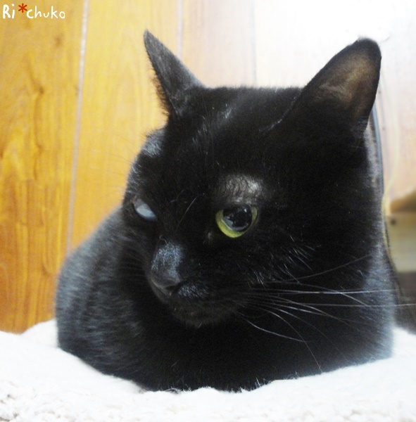 f:id:nyan-chuke:20190128193140j:plain 黒猫りちゅこ、6歳