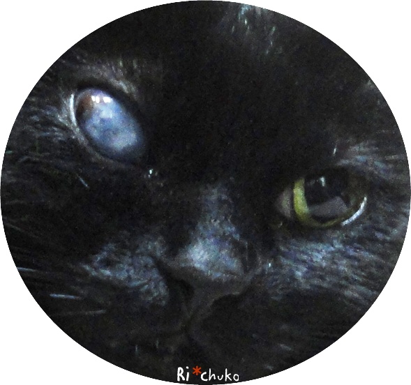 f:id:nyan-chuke:20190128210043j:plain 黒猫りちゅこ、宇宙がある