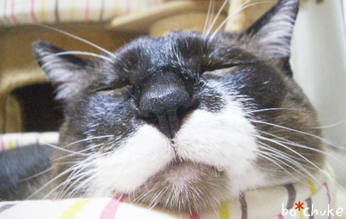 f:id:nyan-chuke:20190128222746p:plain f:id:nyan-chuke:20190128222746p:plain