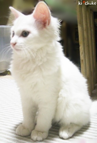 f:id:nyan-chuke:20190128230229j:plain f:id:nyan-chuke:20190128230229j:plain