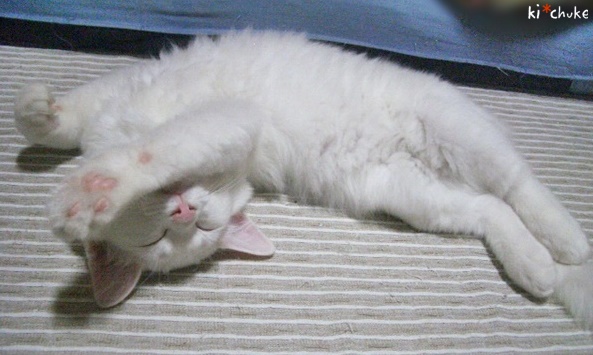 f:id:nyan-chuke:20190128230338j:plain f:id:nyan-chuke:20190128230338j:plain