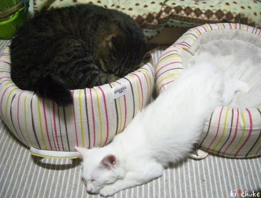 f:id:nyan-chuke:20190128230531j:plain f:id:nyan-chuke:20190128230531j:plain
