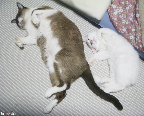 f:id:nyan-chuke:20190128230609j:plain f:id:nyan-chuke:20190128230609j:plain