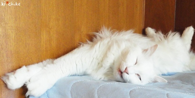 f:id:nyan-chuke:20190128230827j:plain f:id:nyan-chuke:20190128230827j:plain
