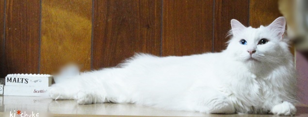 f:id:nyan-chuke:20190128231132j:plain f:id:nyan-chuke:20190128231132j:plain
