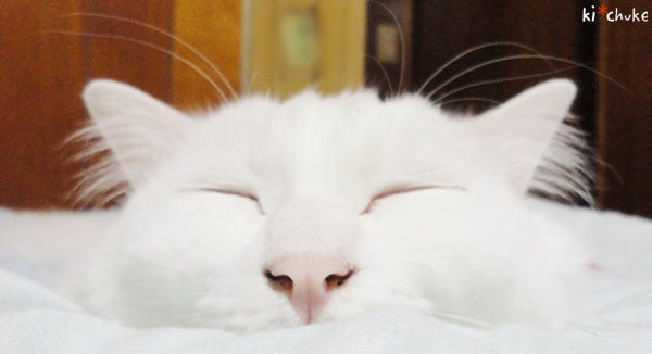 f:id:nyan-chuke:20190128231201j:plain f:id:nyan-chuke:20190128231201j:plain