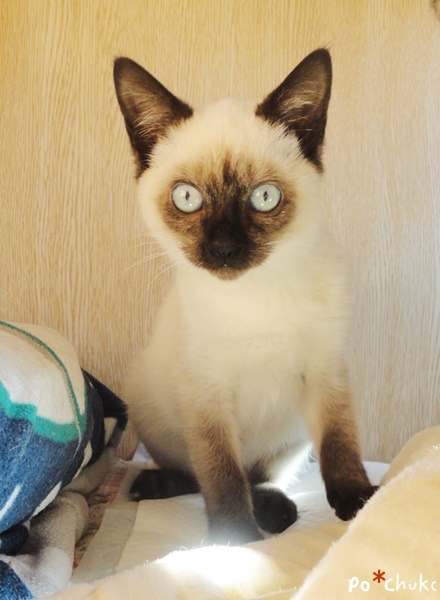 f:id:nyan-chuke:20190129191722j:plain f:id:nyan-chuke:20190129191722j:plain