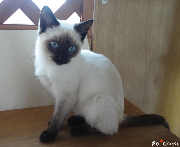 f:id:nyan-chuke:20190129195301j:plain f:id:nyan-chuke:20190129195301j:plain