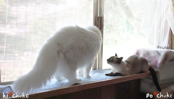 f:id:nyan-chuke:20190129205024j:plain f:id:nyan-chuke:20190129205024j:plain