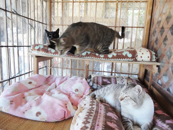 f:id:nyan-chuke:20190129233156j:plain f:id:nyan-chuke:20190129233156j:plain