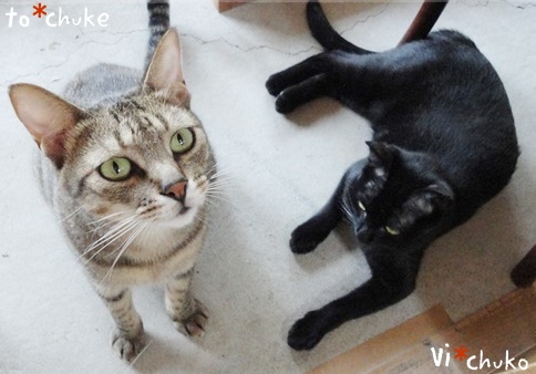 f:id:nyan-chuke:20190130134121j:plain f:id:nyan-chuke:20190130134121j:plain