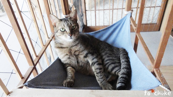 f:id:nyan-chuke:20190130141838j:plain f:id:nyan-chuke:20190130141838j:plain