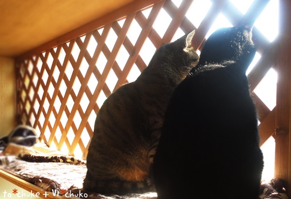 f:id:nyan-chuke:20190130202553j:plain f:id:nyan-chuke:20190130202553j:plain
