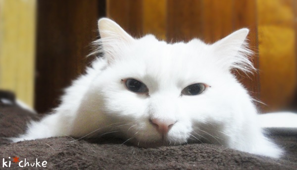 f:id:nyan-chuke:20190201220811j:plain f:id:nyan-chuke:20190201220811j:plain