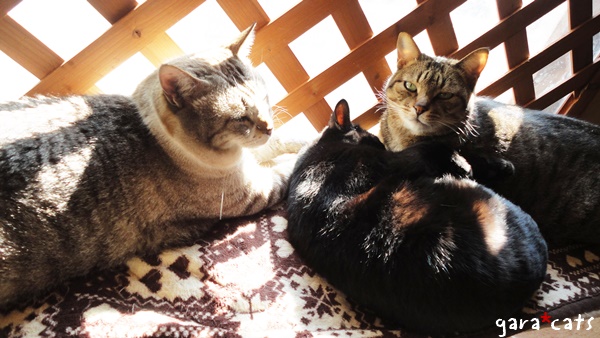 f:id:nyan-chuke:20190201222201j:plain f:id:nyan-chuke:20190201222201j:plain