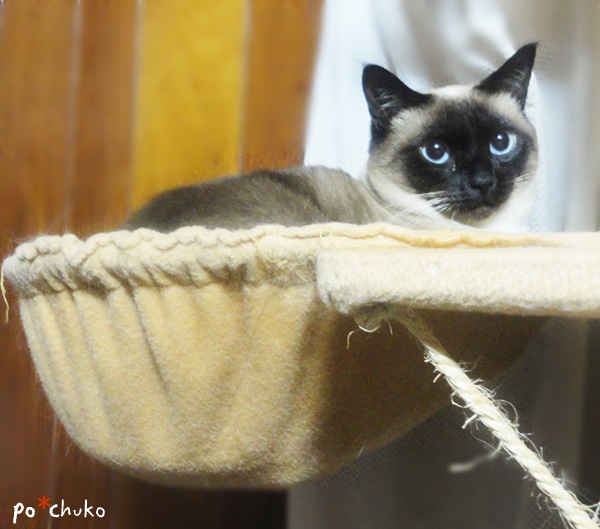 f:id:nyan-chuke:20190201223714j:plain f:id:nyan-chuke:20190201223714j:plain