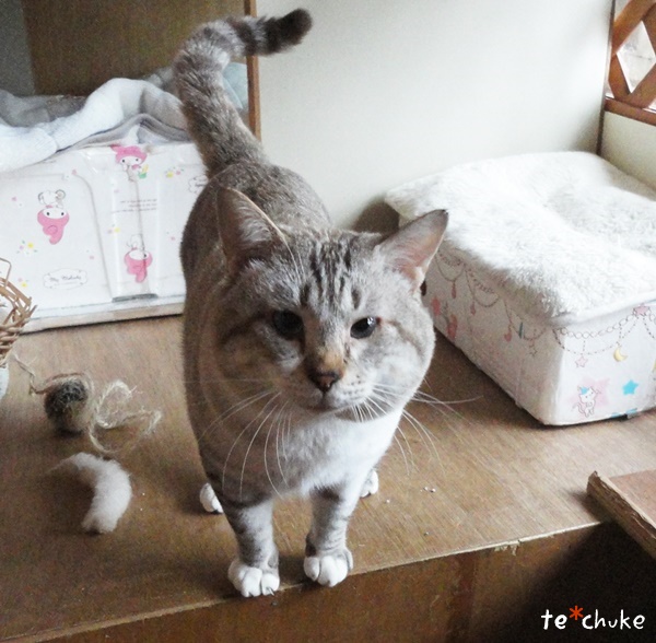 f:id:nyan-chuke:20190202210600j:plain f:id:nyan-chuke:20190202210600j:plain
