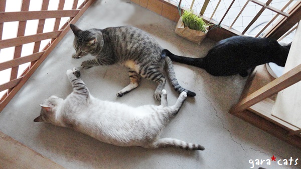 f:id:nyan-chuke:20190202215916j:plain f:id:nyan-chuke:20190202215916j:plain