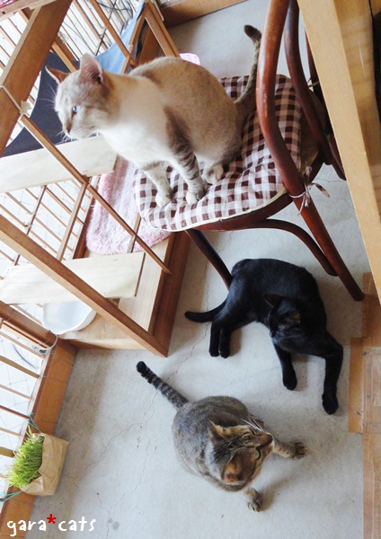 f:id:nyan-chuke:20190202223739j:plain f:id:nyan-chuke:20190202223739j:plain