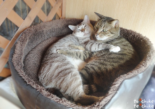 f:id:nyan-chuke:20190203124550j:plain f:id:nyan-chuke:20190203124550j:plain