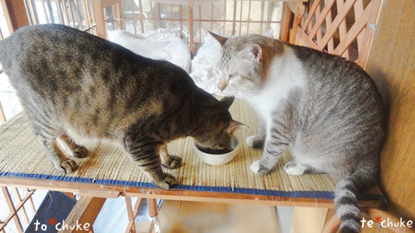 f:id:nyan-chuke:20190203130919j:plain f:id:nyan-chuke:20190203130919j:plain