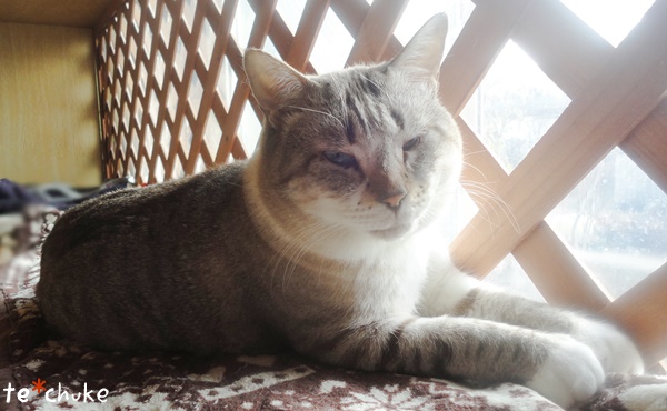 f:id:nyan-chuke:20190203191408j:plain f:id:nyan-chuke:20190203191408j:plain