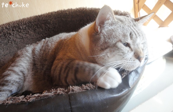 f:id:nyan-chuke:20190203201722j:plain f:id:nyan-chuke:20190203201722j:plain