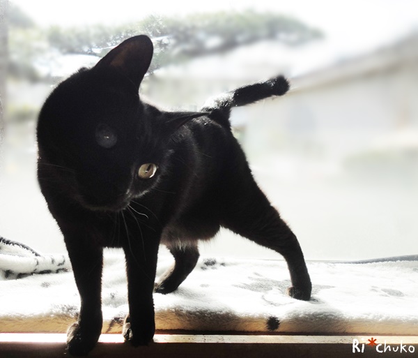 f:id:nyan-chuke:20190204221241j:plain f:id:nyan-chuke:20190204221241j:plain